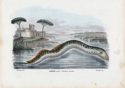 Sea Lamprey by Raimundo Petraroja